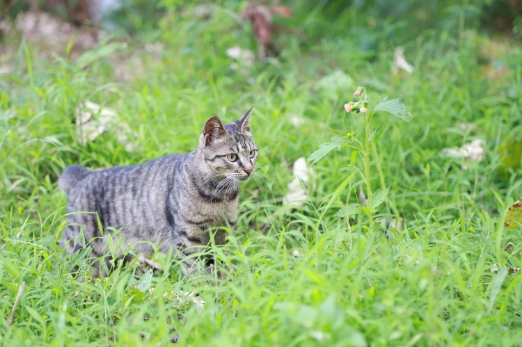 中华神猫狸花猫为何弃养率这么高原因有几个