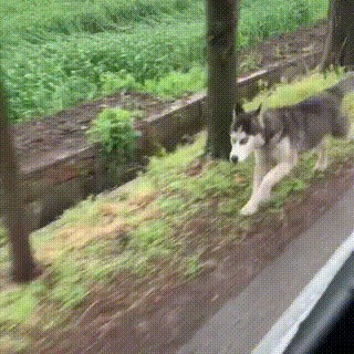 哈士奇被主人遗弃疯狂追赶车辆的样子让人心疼