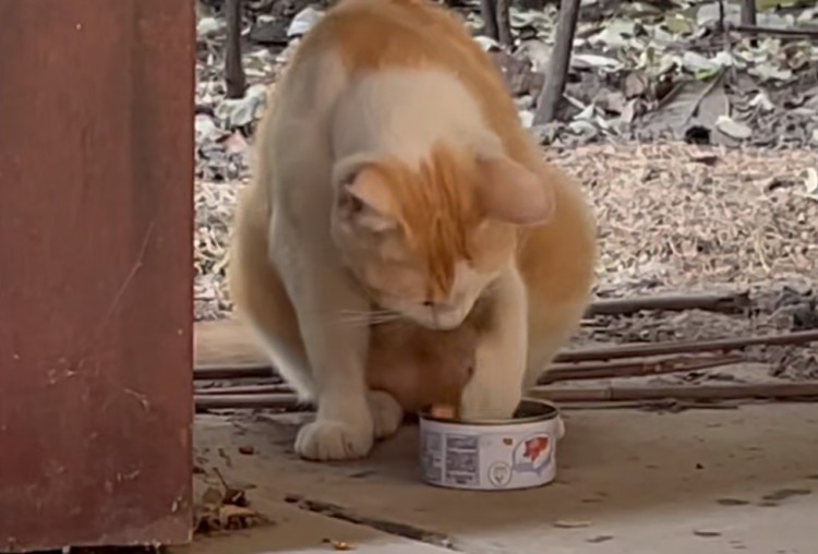 浙江：吃饱的流浪猫妈妈阻止饥饿小猫进食，背后却有着自己的无奈