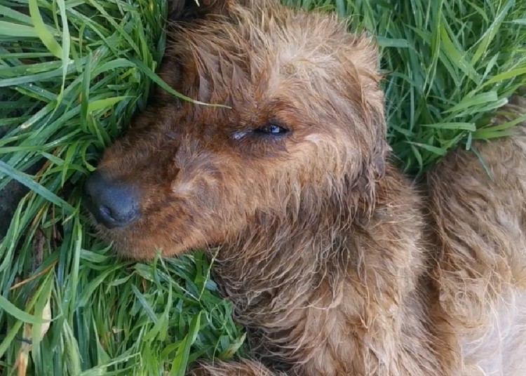 大肚子，躺在草地上不能动弹的金毛犬，被雨淋湿后，更加无助