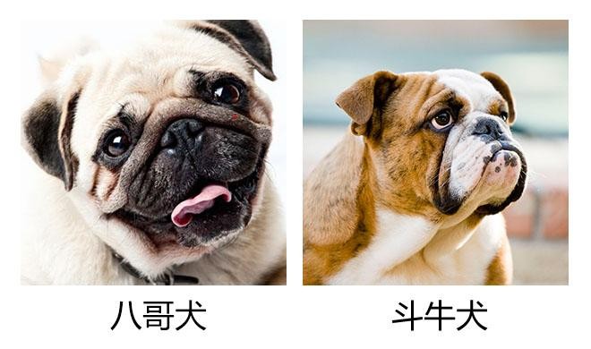 巴哥犬和斗牛犬有什么区别教你5个方法轻松辨认