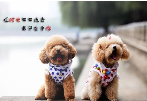 养狗这么多年，才知道养公泰迪犬，有这5个不可替代的好处！