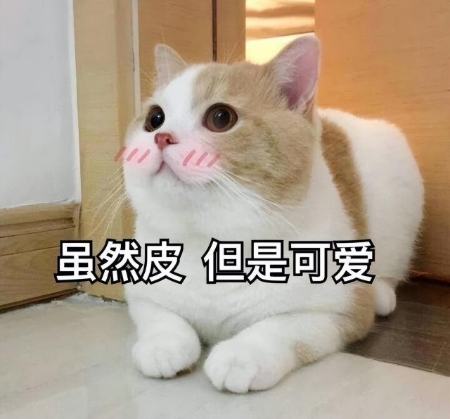 初学者选择猫，可从这六个方面入手，建议收藏