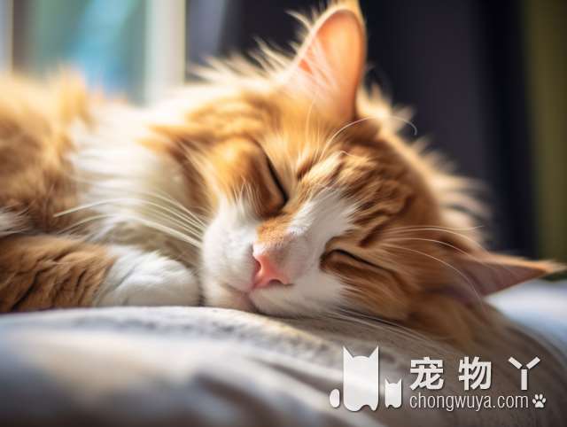 喵主人注意!萌宠洗澡享轻柔抚摸，猫咪牙齿也能变得清洁干净?